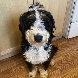 Molly - Bernedoodle