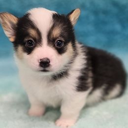 CAL - Black and tan male Pembroke Welsh Corgi puppy in Walker, Iowa from Double K Corgis