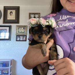 Shih Tzu and Yorkshire Terrier Puppies from Yuma Yorkie Town