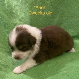 Ariel - Red tri-color female Australian Shepherd puppy in Hammond, Louisiana from Gold Ring Australian Shepherds