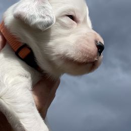 English Setter Puppies from Steens Mountain Setters
