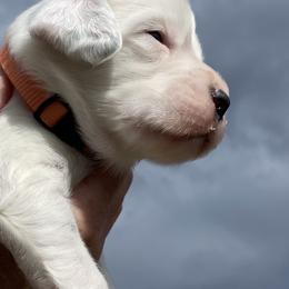 English Setter Puppies from Steens Mountain Setters