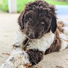 Newfypoo puppies from Green Acres Newfypoos