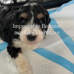 Blaze - male Golden Mountain Doodle puppy in Grand Junction, Colorado from Belles Golden Mountain Doodles