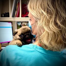Great Pyrenees, Pekingese, and Pug Puppies from Triptych Kennels