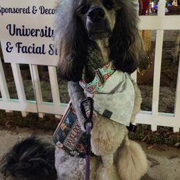 Goldendoodle and Poodle All Grown Up from Rolling Oak Doodles