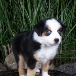 Rex - Black tri male Miniature American Shepherd puppy in Atwood, Illinois from Buck-Run Puppies