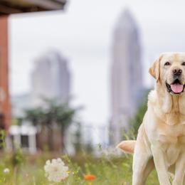 Labrador Retrievers from Tidal Retrievers