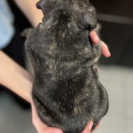 French Bulldog Puppies from Nicole's French Bulldogs