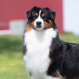 Australian Shepherds from Harmony Hill