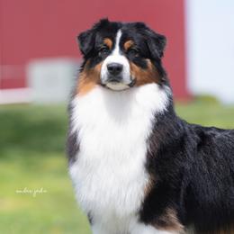 Australian Shepherds from Harmony Hill
