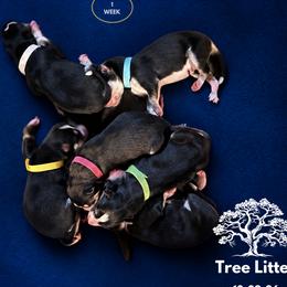 Siberian Husky puppies from Whiskey River Siberians