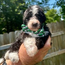 Charlie - Black and white male Bernedoodle puppy in Holt, Missouri from Mindys Doodles
