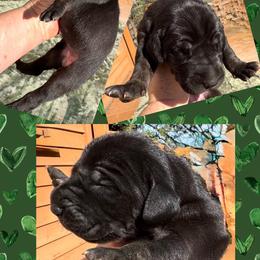 Oreo - Black female Great Dane puppy in Wellsville, New York from Prophecy Danes