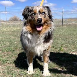 Ember - Miniature Australian Shepherd