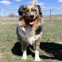 Ember - Miniature Australian Shepherd