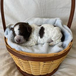 Clover - Brown male Lagotto Romagnolo puppy in Minster, Ohio from 1880 Lagotto