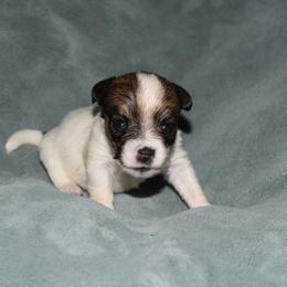 Ina Boy 4 - White and tan male Russell Terrier puppy in Middletown, Virginia from DBF Russell Terriers