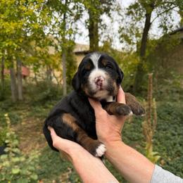 Lucy - Tri-color female Bernedoodle puppy in Las Vegas, Nevada from Perfect Bernedoodles