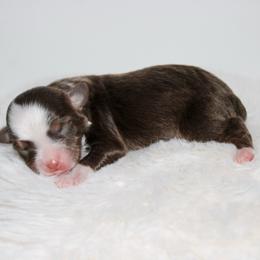 Rhett - Red tri male Toy Australian Shepherd puppy in Wiggins, Colorado from Mile High Acres & Aussies