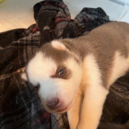 Siberian Husky Puppies from Final Siberians