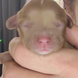 Ruby girl with white on head - Ruby female Cavalier King Charles Spaniel puppy in South Carolina from Columbia Cavaliers