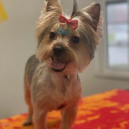 Yorkshire Terriers from Julie's Yorkies