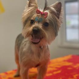 Yorkshire Terriers from Julie's Yorkies