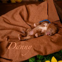 Danny - Red  male Goldendoodle puppy in Syracuse, Utah from 2 Bros Doodles