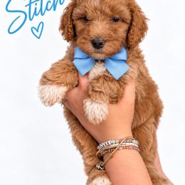 Stitch(Blue) - Red  male Poodle puppy in Stuart Fl, Florida from Lincoln & Lady Co.