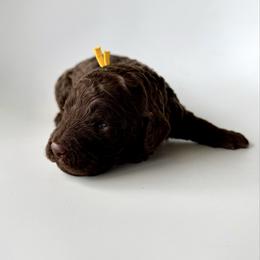 Butter - Chocolate male Goldendoodle puppy in Pulaski, Tennessee from Doodle My Heart
