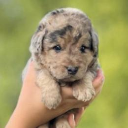 Molly - Merle female Assorted Doodle Crosses puppy in Kansas City, Missouri from Beary GoldenDoodles