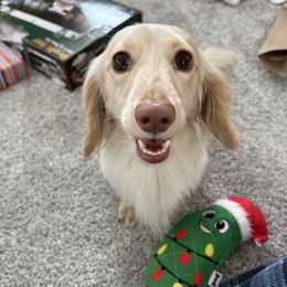 Sebastien - Dachshund