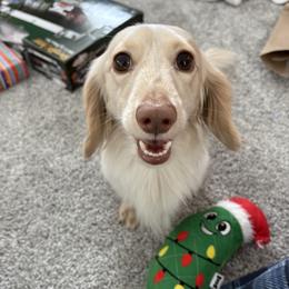 Sebastien - Dachshund
