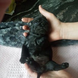 Pugs from Marsha's Pugs