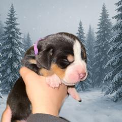 Purple - TBD - Black, white and red female Greater Swiss Mountain Dog puppy in Everett, Pennsylvania from Sweet Stream Swissies