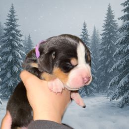 Purple - TBD - Black, white and red female Greater Swiss Mountain Dog puppy in Everett, Pennsylvania from Sweet Stream Swissies