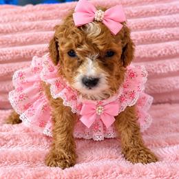 Honey - Red  female Goldendoodle puppy in Cumberland, Rhode Island from minigoldendoodlesofRI
