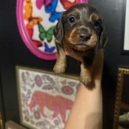 Rory - Blue and tan male Dachshund puppy in Coatesville, Indiana from ADH Dachshunds