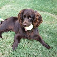 Boykin Spaniel Puppies from Cavern Kennels
