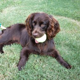 Boykin Spaniel Puppies from Cavern Kennels
