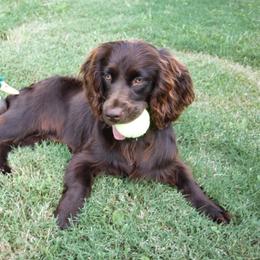 Boykin Spaniel Puppies from Cavern Kennels