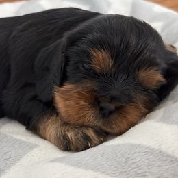 Boy 1 - Black and tan male Cavalier King Charles Spaniel puppy in Solon, Iowa from Hickory House Cavaliers