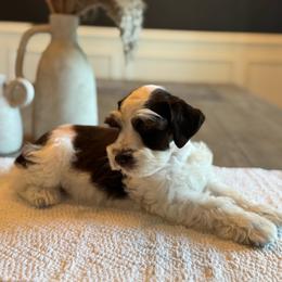 Alaric - Parti male Miniature Schnauzer puppy in Daphne, Alabama from Bearded Besties of Alabama