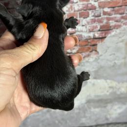 Girl 2 - Black and white female Shih Tzu puppy in Ocala, Florida from Mimi's Shih-tzus of Ocala