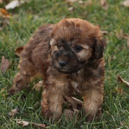 Reba - Red female Whoodle puppy in West Bend, Iowa from Blue Skies Terriers