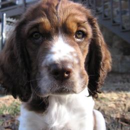 English Springer Spaniel Puppies from Heart of Dixie Springers