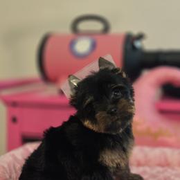 Little Hope Esperancita - Black and tan female Yorkshire Terrier puppy in Kissimmee, Florida from Twilights Yorkies FL