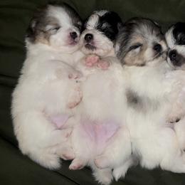 Pomeranian Puppies from Cascade Pomeranians