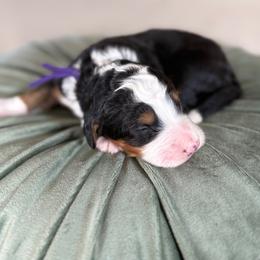 Purple Collar - Tri-color female Bernedoodle puppy in Indiahoma, Oklahoma from Farm Fresh Doodles